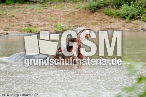 Flusspferd (80 von 104).jpg